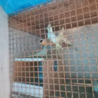 عروس مرغ عشق