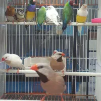 فنچ گلدین فنچ