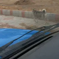 سلام سگ کانگال