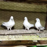 فروشی دو عدد نر|پرنده|نوشین شهر, |دیوار