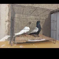 کبوتر قره کوینح|حیوانات|تبریز, |دیوار