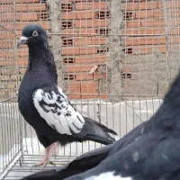 کبوتر طوقی دمبی دم‌سفید چادری سینه زاغ آبادانی