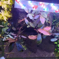 گیاه، نور، فیلتر اکواریوم