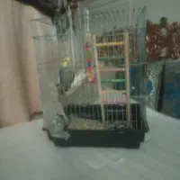 دو تا عروس هلندی نر|پرنده|محمدشهر, سیدآباد|دیوار