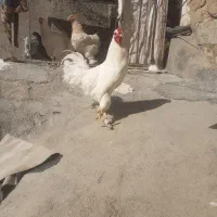 خروس کاکلی پاپر یه تیغ سفید ۱ساله|حیوانات مزرعه|صحنه, |دیوار