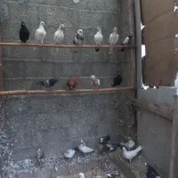 کبوتر