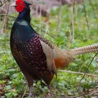 پرنده تزیئنی|حیوانات|بجنورد, |دیوار