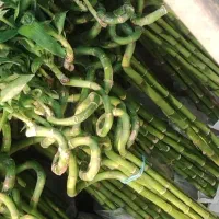 بامبو .گل گلدان بامبو