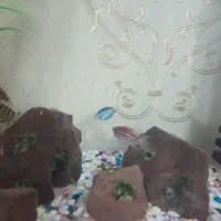 گوپی ، مولی بالن ، زبرا|ماهی|تهران, سلسبیل جنوبی|دیوار