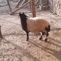 بره چاق نر
