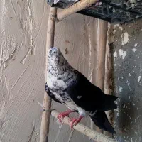 کفتر حسابی|پرنده|قم, شهید صیاد شیرازی|دیوار