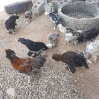 مرغ و خروس گلیین|حیوانات مزرعه|کاکی, |دیوار