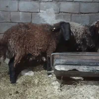 فروش شیشک 2ساله همو