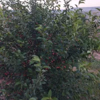 زمین در بیلوردی املاک ولیعصر|فروش زمین و ملک کلنگی|خواجه, |دیوار