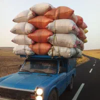 کاه سیاه دانه