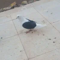 پشت سیاه رفسنجان