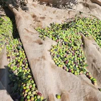 روغن زیتون درختان آربیکن|خوردنی و آشامیدنی|گیلوان, |دیوار