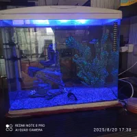 اکواریوم ماهیران|ماهی|اصفهان, گلستان|دیوار