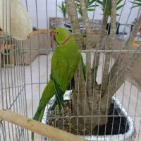 جفت مولد شاه طوطی ملنگو زیر قیمت|پرنده|لاهیجان, شیشه گران|دیوار