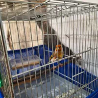 سهرقناری نر خوش رنگ کشیده لر بخون|پرنده|پاکدشت, حصار امیر|دیوار