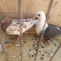 کفتر