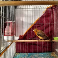 قناری سوخته سرخ