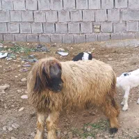 با سلام خدمت عشق بازن دامدار