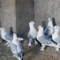 کبوتر کفتر ساتن بلژیکی|پرنده|کوهرنگ, |دیوار