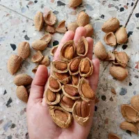 بادام سنگی *دیم* امسالی *تضمینی* ۱۰۰درصد شیرین|خوردنی و آشامیدنی|مشهد, امامیه (شهرک غرب)|دیوار