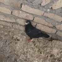 کفتر پرشی قلدور