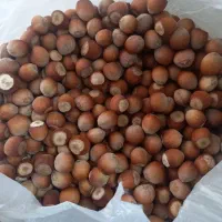 فندوق ارگانیک