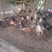 بوقلمون ماده