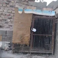 قفس زد سرقت