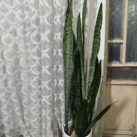 گل‌فروشی|گل و گیاه طبیعی|ایذه, |دیوار