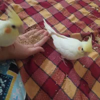 عروس هلندی مولد لوتینو