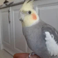 عروس هلندی جفت و زیبا