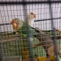 طوطی برزیلی