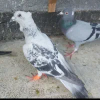 کبوتر رنگه