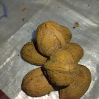 گردو معاوضه با برنج.چمپا وشمیم ..فجر|خوردنی و آشامیدنی|دهدشت, |دیوار