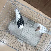 کبوتر ماده یک چپ سیاه یکی یال زرد