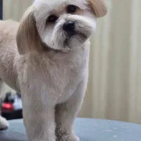 برای جفتگیری
