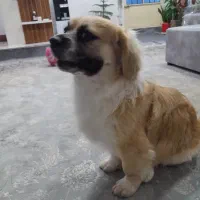 واگذاری سگ اشپیتز