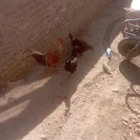 خور