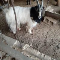 چندراس بره چینی افغان درجه یک راس بزغاله نر|حیوانات مزرعه|پاکدشت, پاکدشت (مامازند)|دیوار