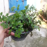 گلهای طبیعی مناسب منزل شما