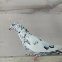 کبوتر پرشی