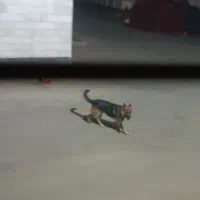 سگ گرگی|سگ|نمین, |دیوار