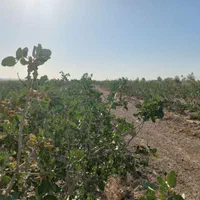 طرح کشاورزی و منزل مسکونی ودامدار|فروش زمین و ملک کلنگی|مهاباد (اصفهان), |دیوار