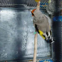 سهره مست خون شلاقی   دورگ وزاغ