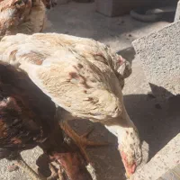هر یک دونه معاوضه با دوتا عروس هلندی